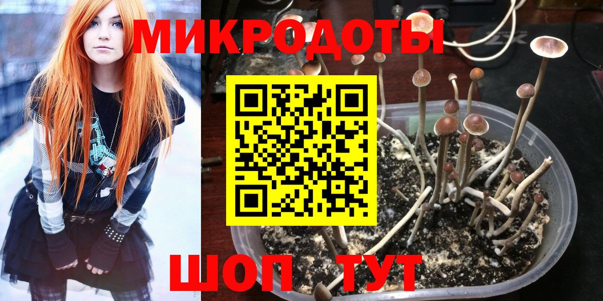 Псилоцибиновые грибы мицелий Новочеркасск
